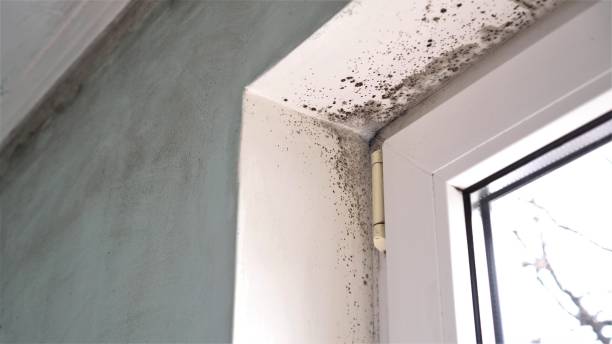 Reliable Golden Triangle, NJ Mold Removal Solutions