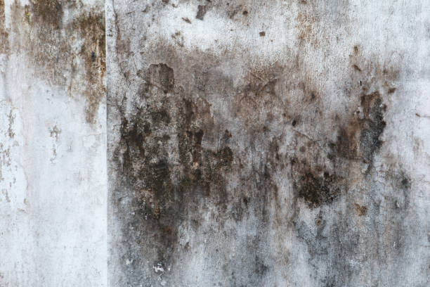 Best Mold-Related Health Consultation  in Golden Triangle, NJ