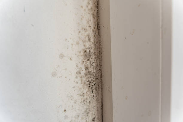 Best Mold Removal for HVAC Installations  in Golden Triangle, NJ