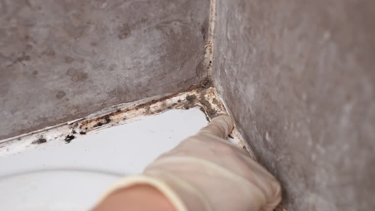 Best Environmental Consulting for Mold Prevention  in Golden Triangle, NJ